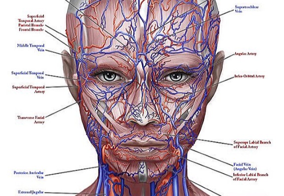 The human face The human face